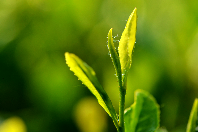 膠南綠茶