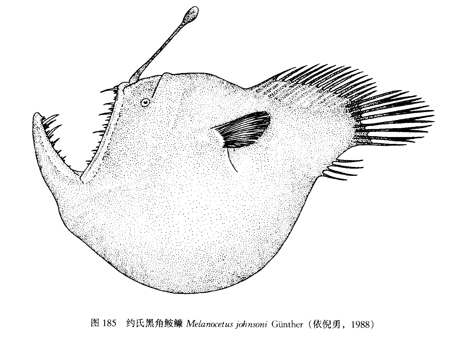 圖1.約氏黑角鮟鱇