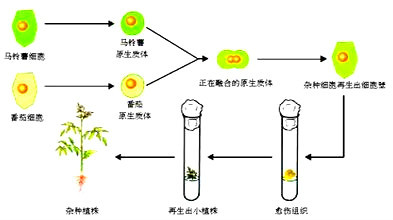 番茄馬鈴薯雜交植株