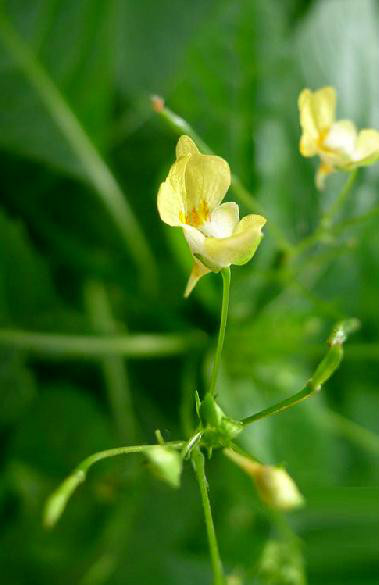 小花鳳仙花