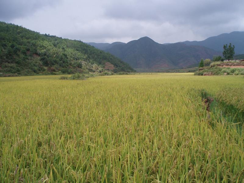 種植業（水稻）