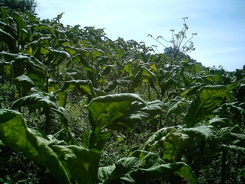 東峁山自然村烤菸