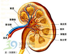 腎盂腎炎