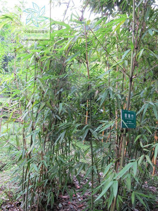 黃山庫-膠南竹