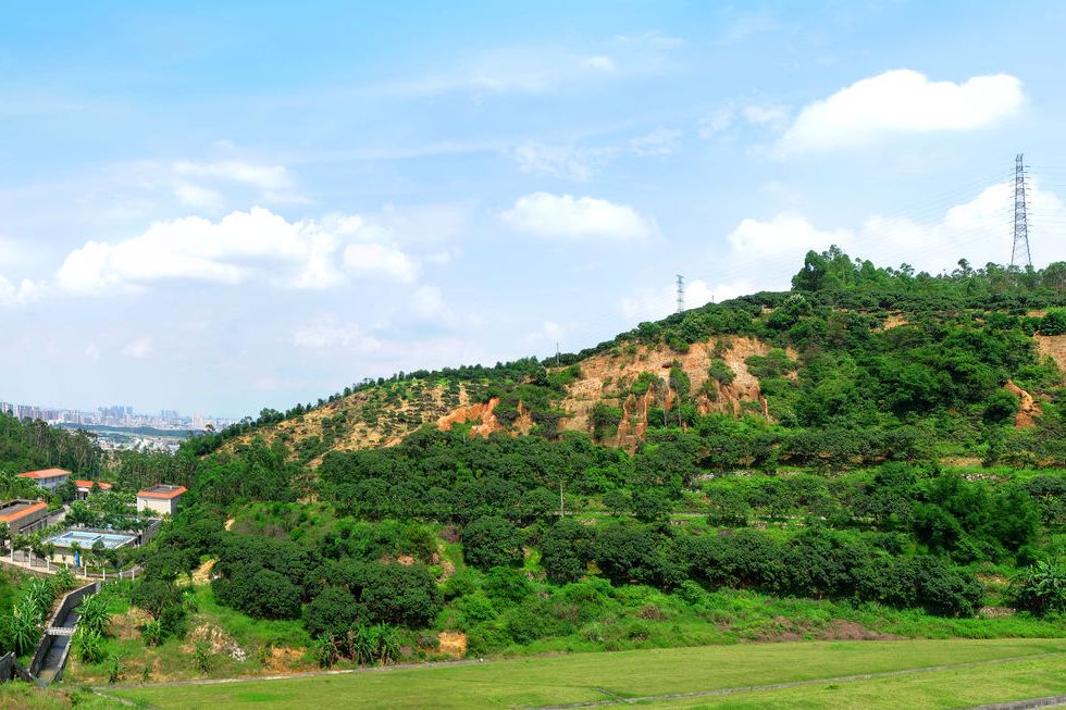 大嶺山林場(廣東省東莞市大嶺山林場)