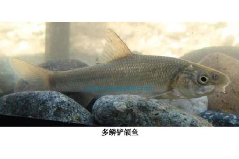 突吻魚屬