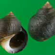 厚殼玉黍螺