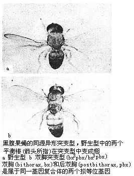 同源異形突變型