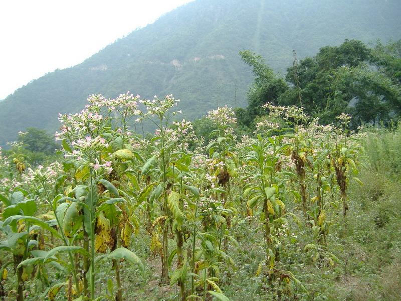 斐尼村(雲南省紅河州石屏縣寶秀鎮斐尼村)