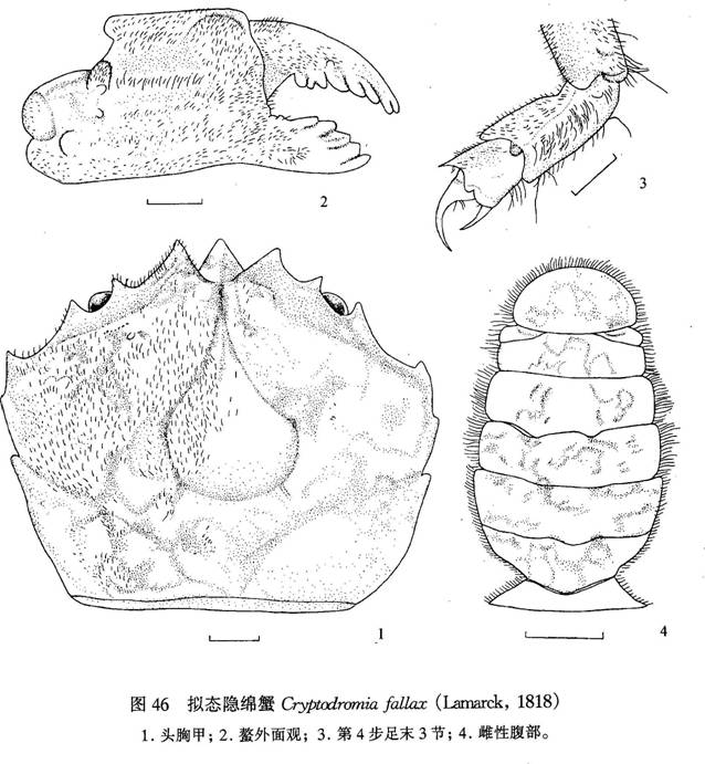 擬態隱綿蟹