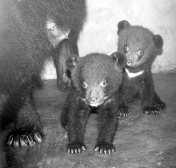 金牛嶺動物園是海南首次繁殖黑熊的動物園