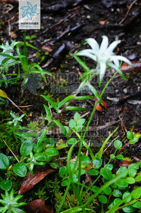 擬鼠麴亞屬(火絨草屬·擬鼠麴亞屬)