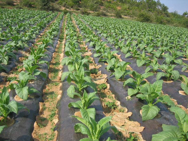 烤菸種植