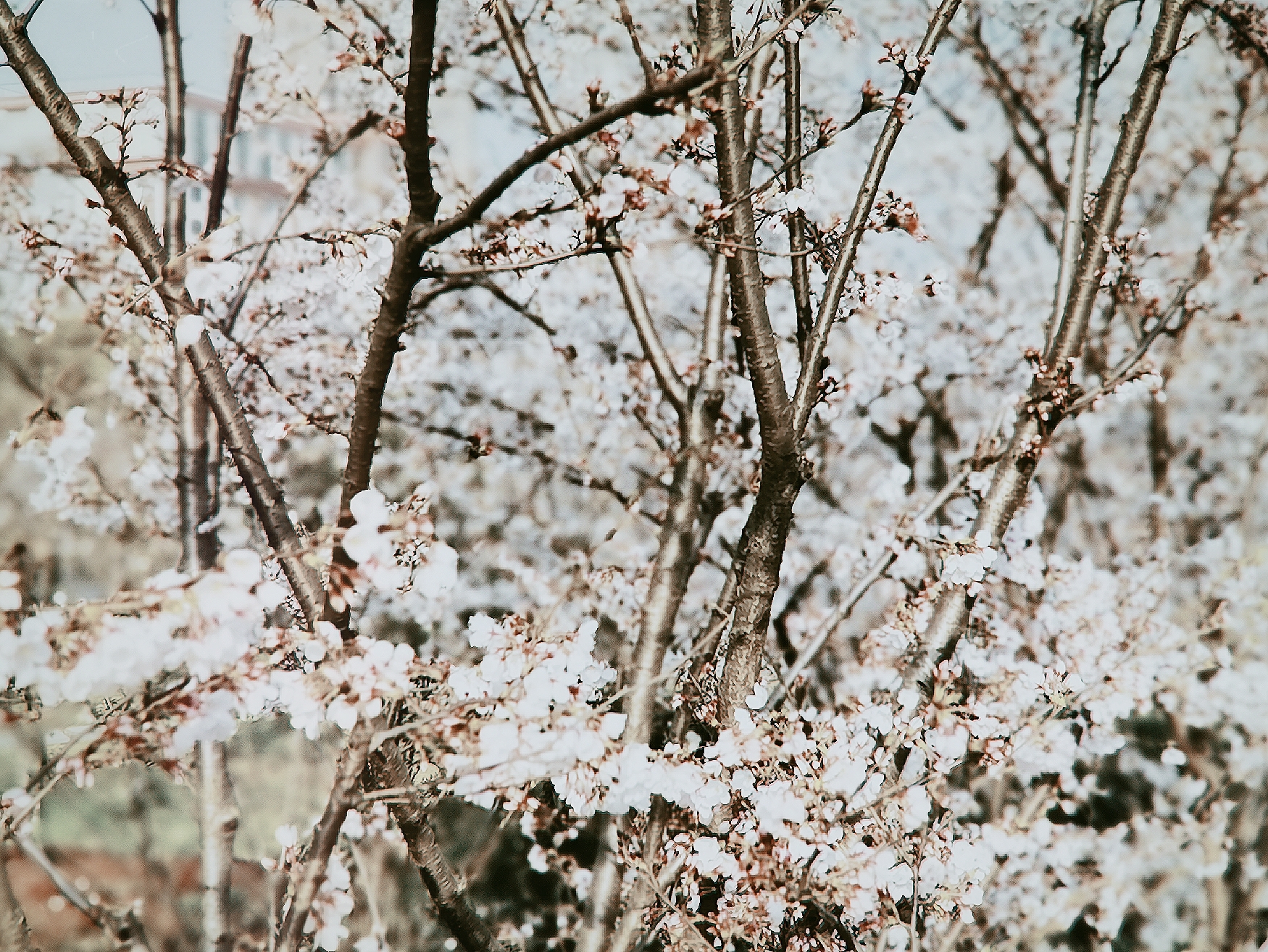 櫻花公園櫻花（陳勇峰攝影）