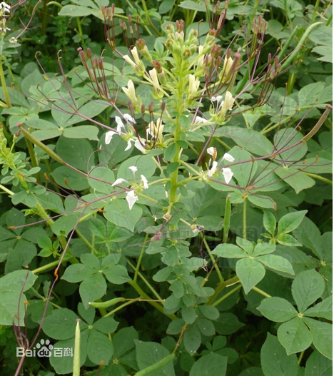 京山白花菜