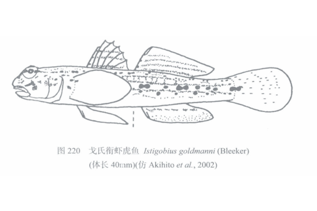 戈氏銜蝦虎魚