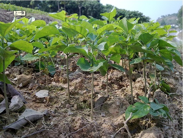 黃皮果核(雙子葉植物藥芸香科植物“黃皮”的種子)