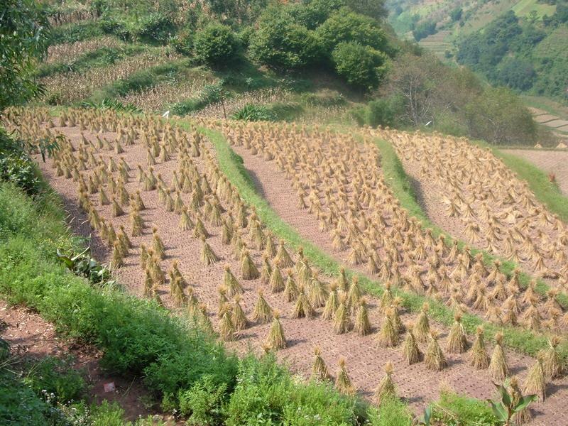 荃嗎箐村