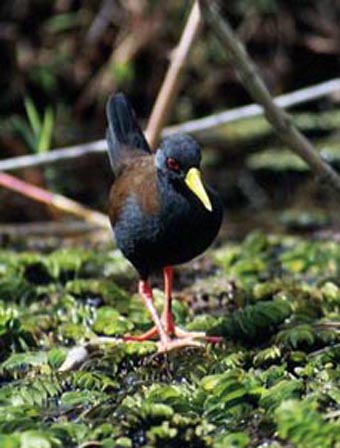 馬島苦惡鳥