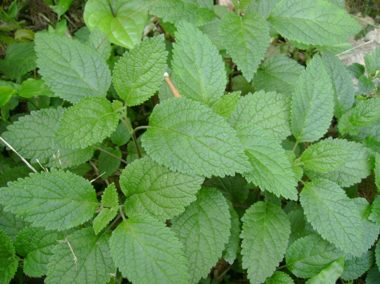 山藿香(香科科屬植物血見愁異名)