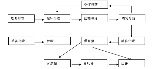 五指山五腳豬