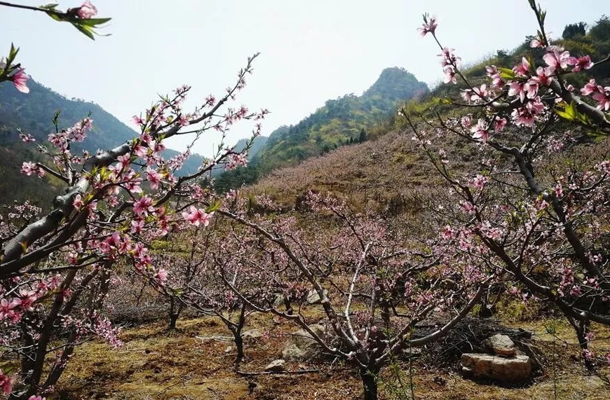 嵩山(臨朐嵩山)