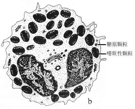 嗜酸性細胞