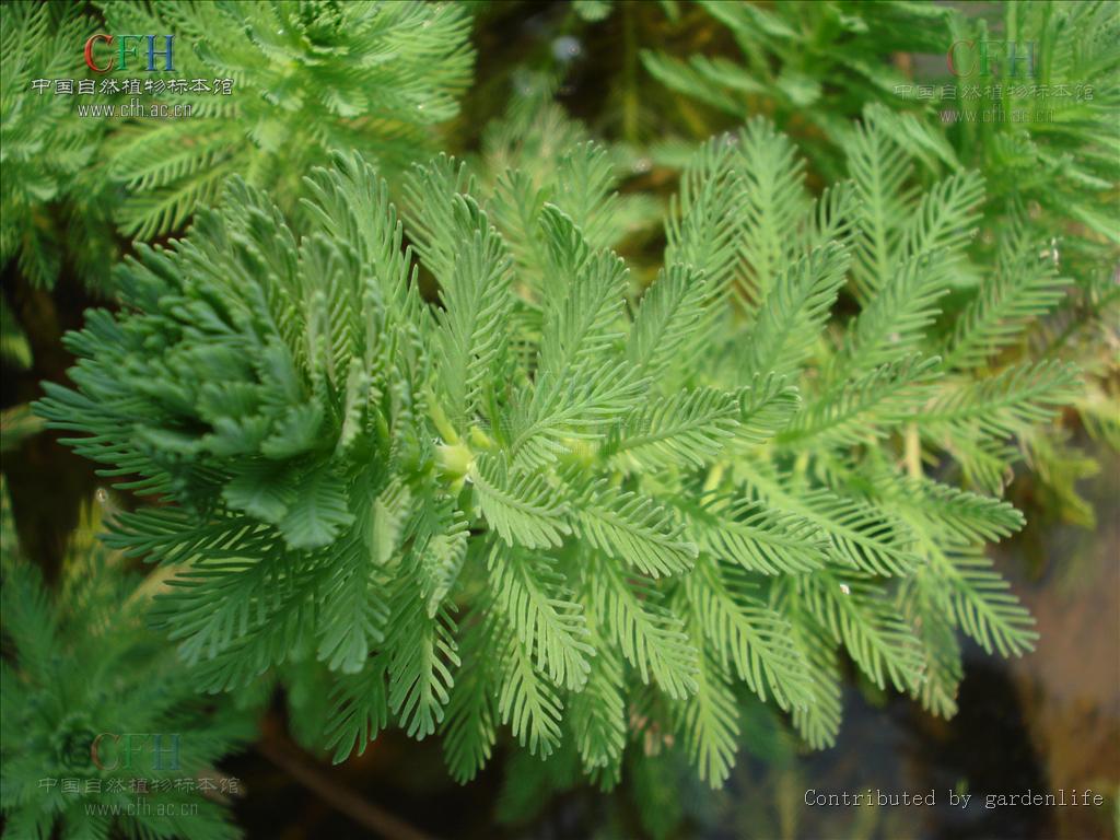 水網藻屬植物