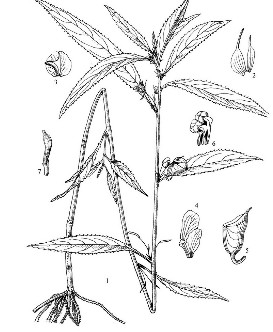 林芝鳳仙花