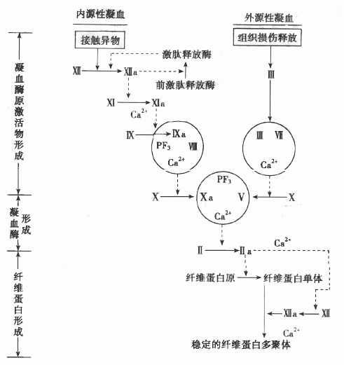 血液凝固的過程