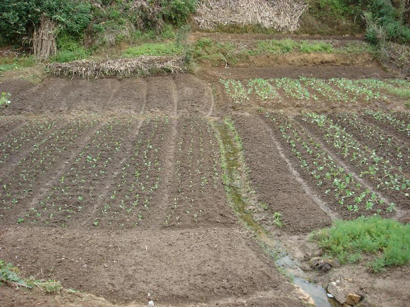 永農茶廠自然村