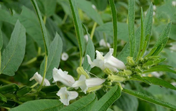 芝麻(胡麻科胡麻屬植物)