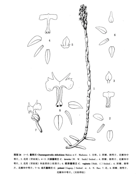 疊鞘蘭屬