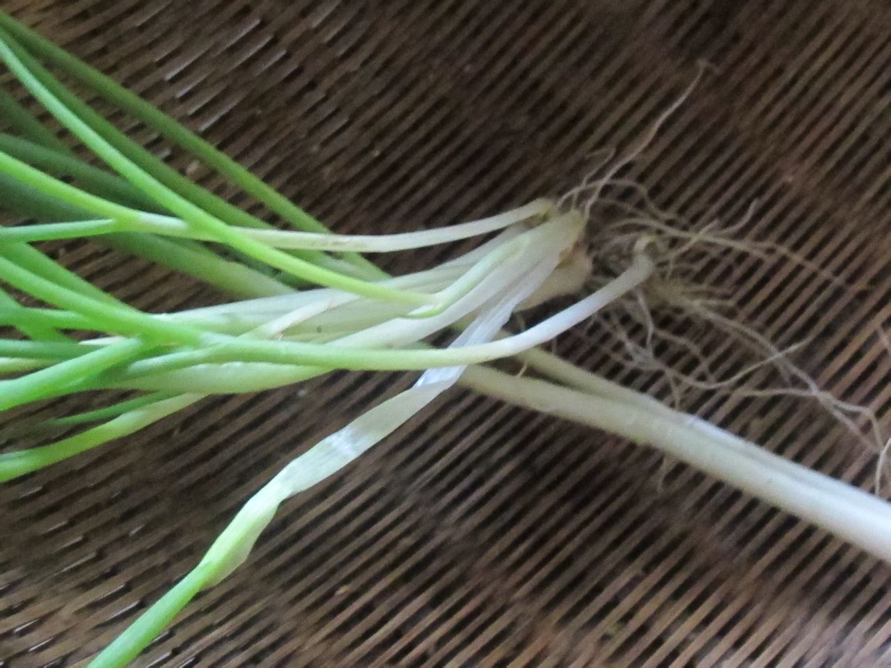 鯽魚苦瓜豆腐豆芽湯