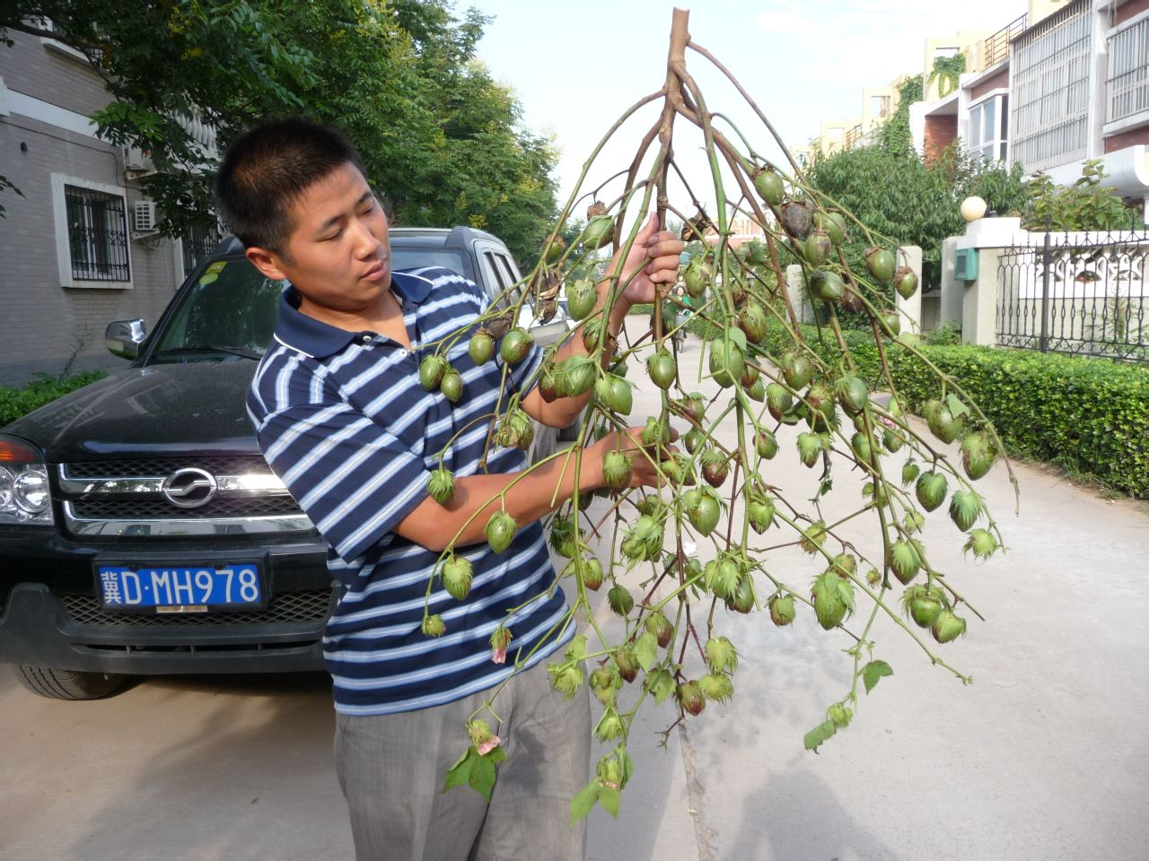 “不修棉”在肥鄉