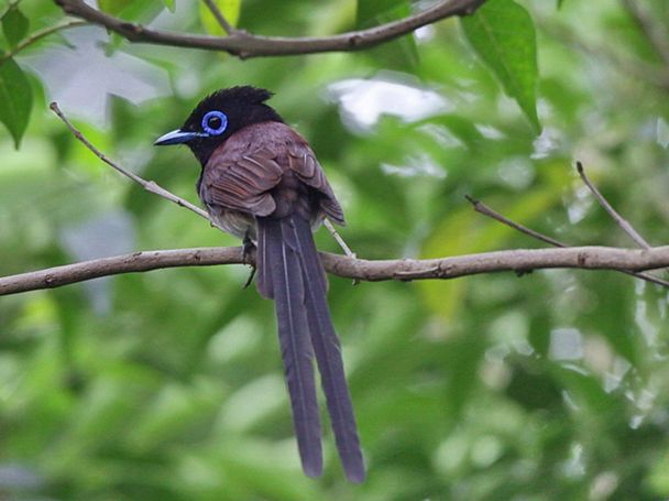 紫壽帶鳥台灣亞種