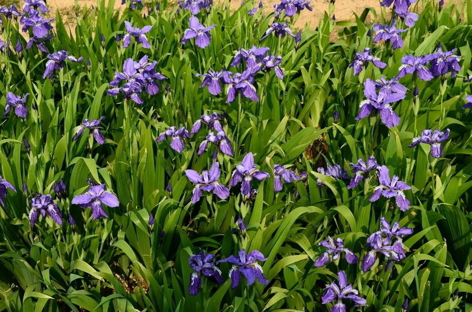 鳶尾水塔花