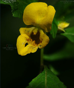 糙毛鳳仙花