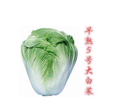 早熟5號(早熟五號)