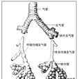 終末細支氣管