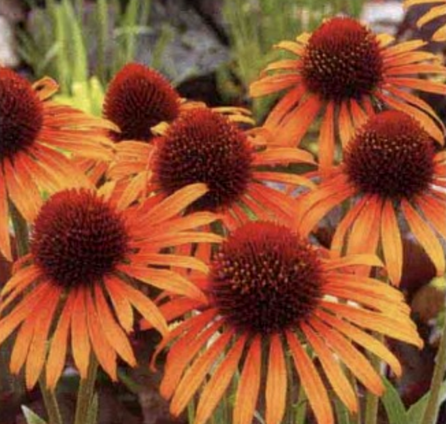 松果菊(Echinacea purpurea)