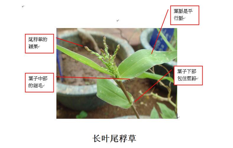 長葉尾稃草2