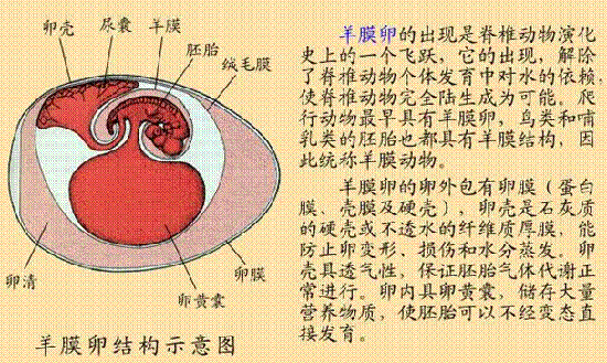 新腦皮出現大腦皮層