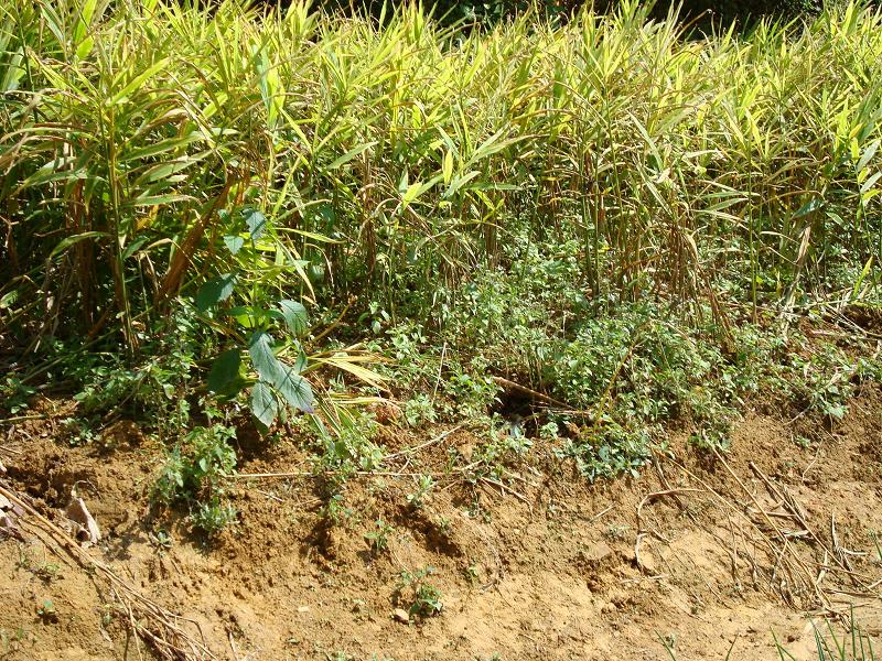 下廠自然村種植業