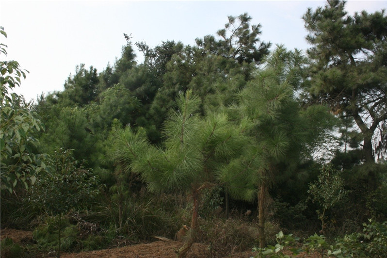 湯村北土墩墓群