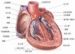 左室流出道阻塞