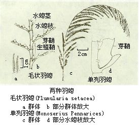 羽螅科