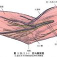 肘屈肌成形術