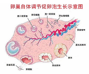 可超控促排卵技術