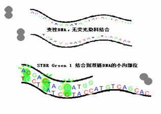 real time pcr